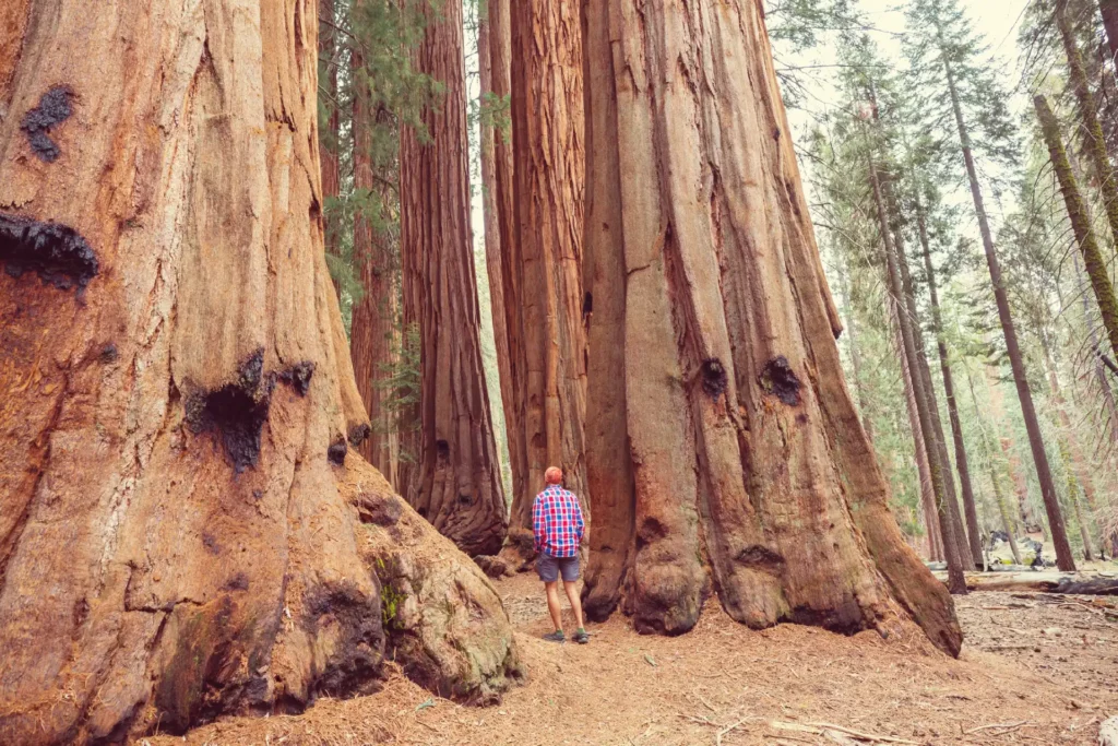 Man looking at massive redwood trees in california on pacific coast excursion booked with acx travel.