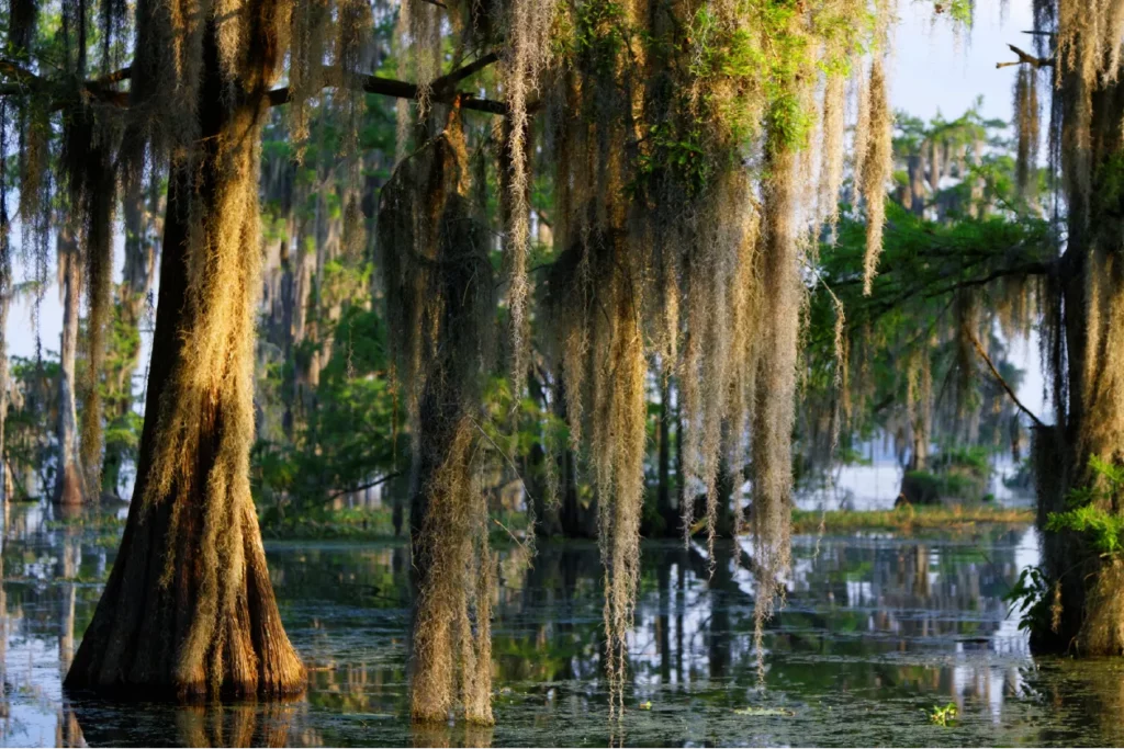 Travel on the bayou in louisiana on excursion booked with acx travel.