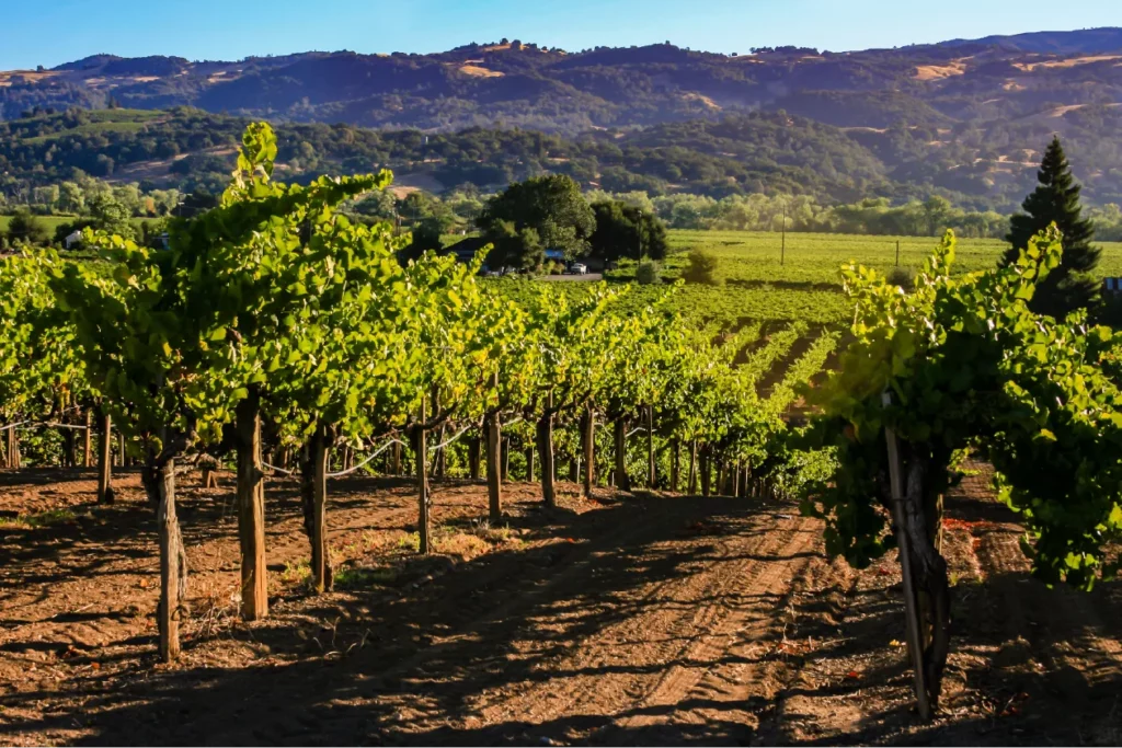 California vineyard book an excursion to california wine country with acx travel.